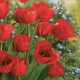 Tulipán Bunch szalvéta 20 db-os 33x33 cm