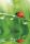 Természet Ladybug A/4 gumis mappa
